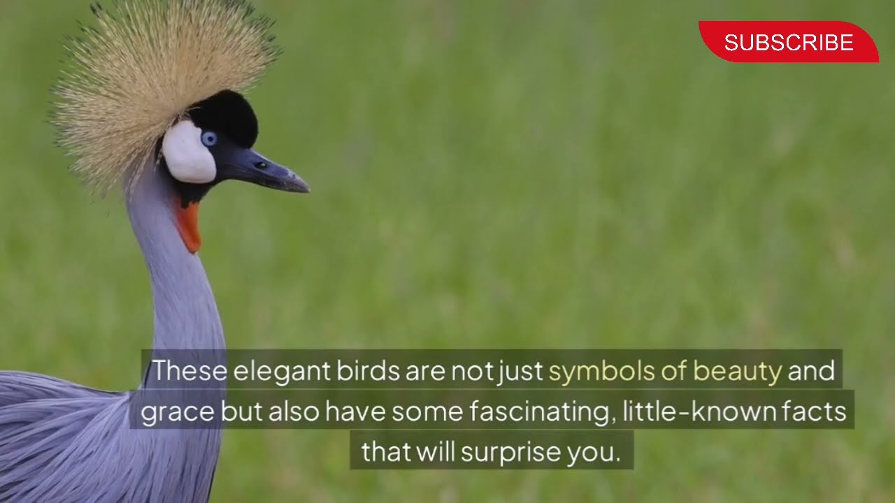 Sarus Crane Hunting Facts: Rare Insights and Untold Secrets | Grow Knowledge