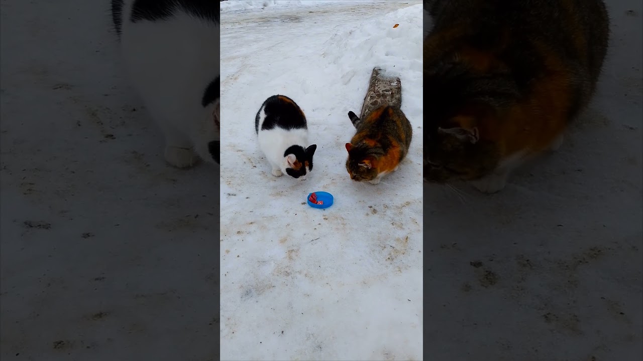 Кася і Мася, 
