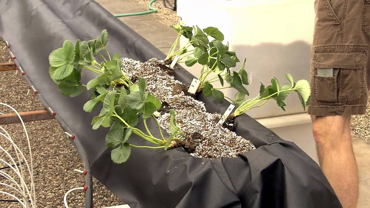 Video 2. Arizona Gutter System for Greenhouse Strawberry Production