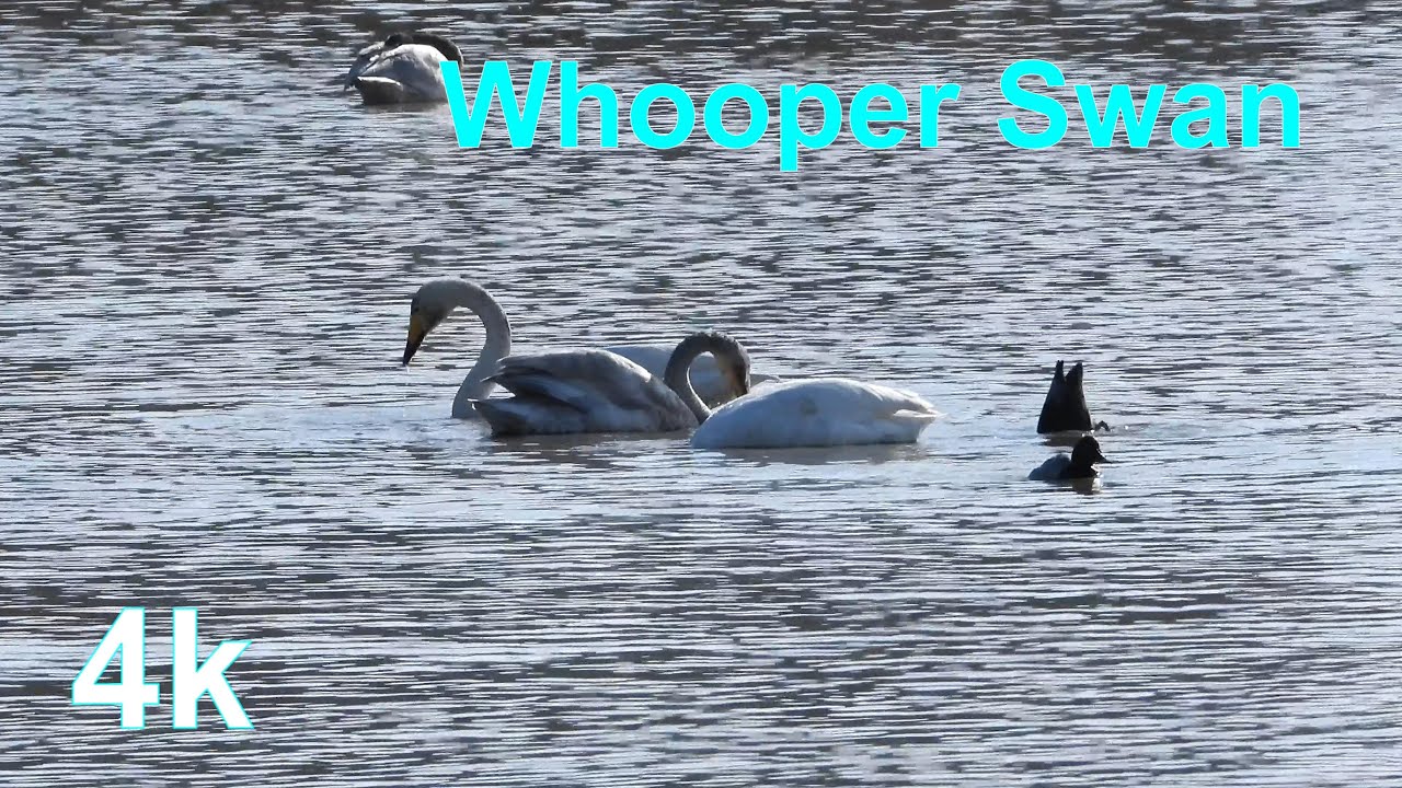 b60117 큰고니 먹이활동 l Whooper Swan