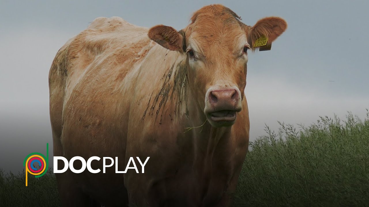 I Could Never Go Vegan | Official Trailer | DocPlay