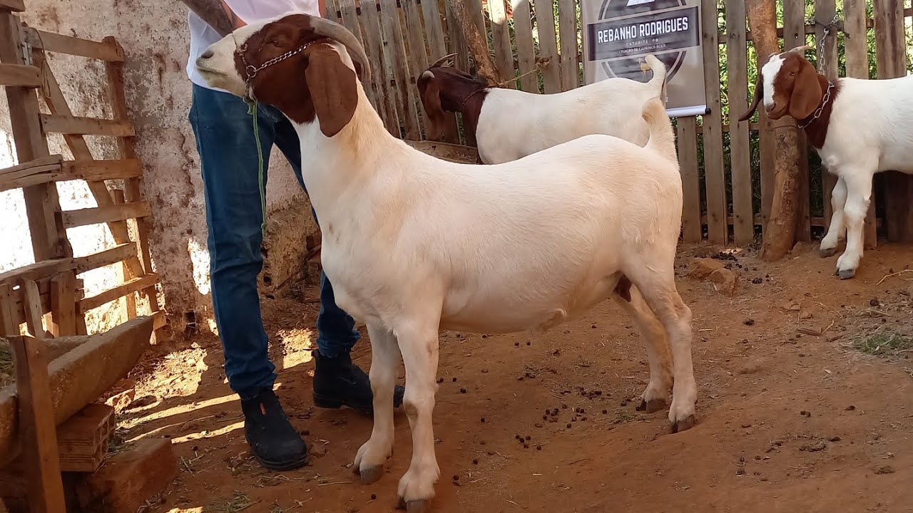 CRIA&Ccedil;&Atilde;O DE CABRAS BOER NO CARIRI PARAIBANO REBANHO RODRIGUES EM CATURITE-PB 