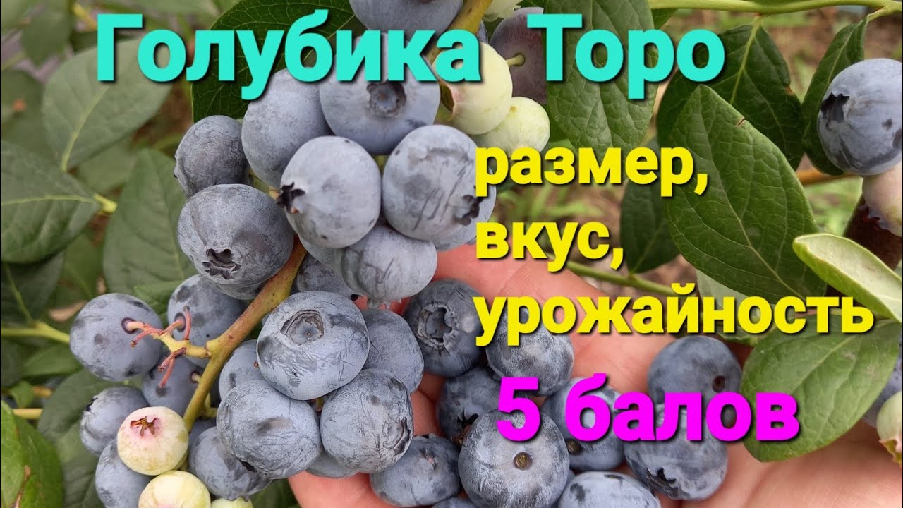 Голубика ТОРО УДИВЛЯЕТ!!!
