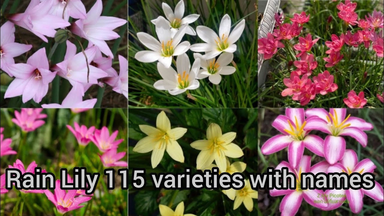 Rain Lily 115 varieties with names/Different colours of Rain Lily Names