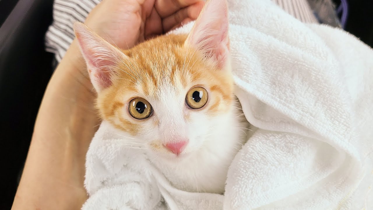 아이들이 고양이 복막염에 걸렸어요