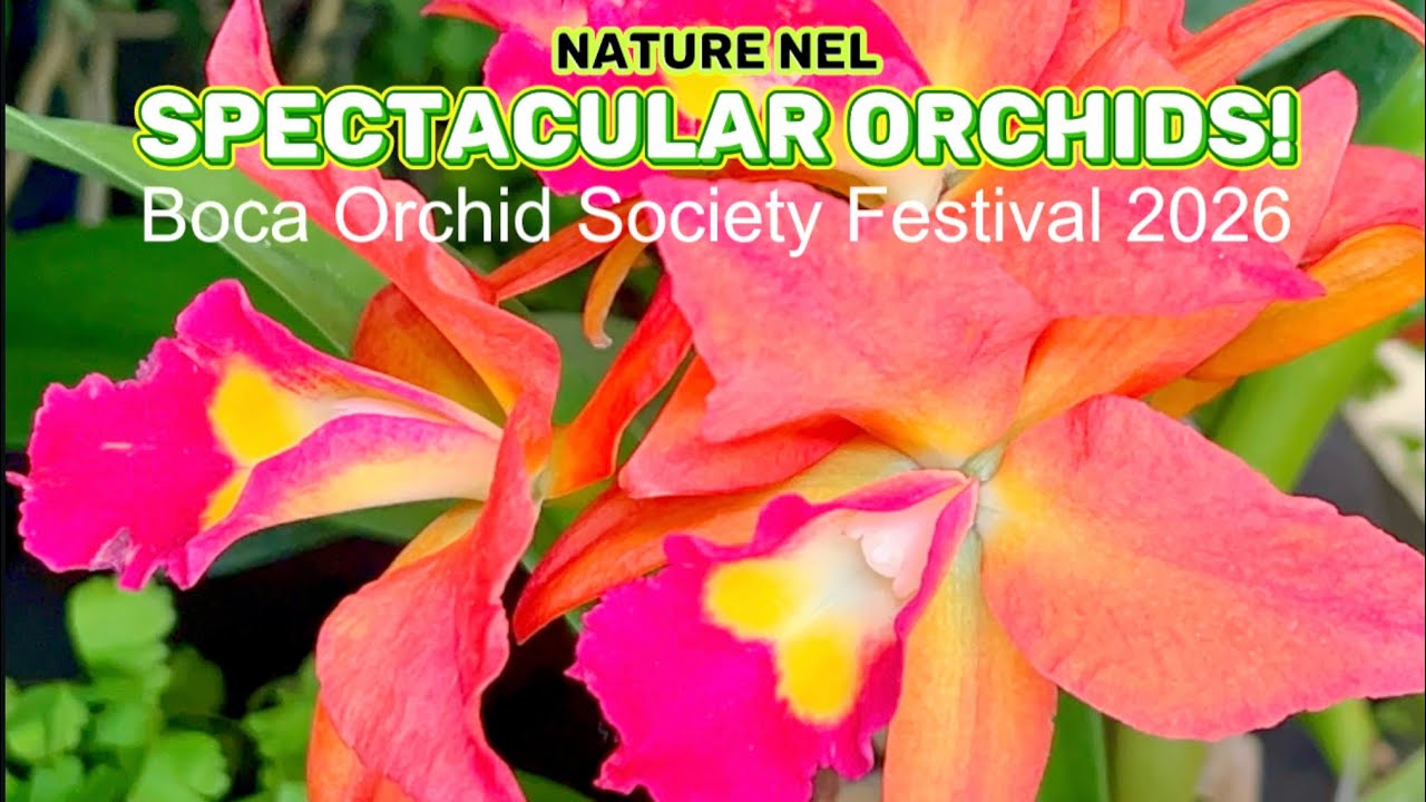 Valentine’s Orchid Bloom: The Boca Orchid Show Spectacle. 