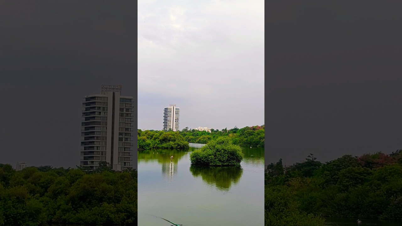 Nature in the City | Adyar River Chennai🌁|Nature meets city #trending #ytshorts #yt#chennai #nature