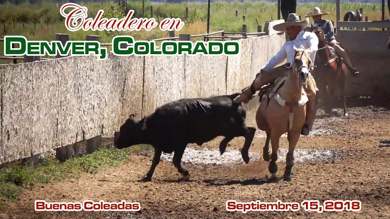 BUENAS COLEADAS - Coleadero en Denver, CO