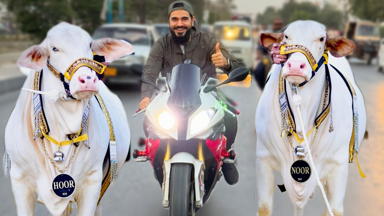 Heavy bike ki ride aur janwaron ko ghumaney nikal gae😍🐂🏍️
