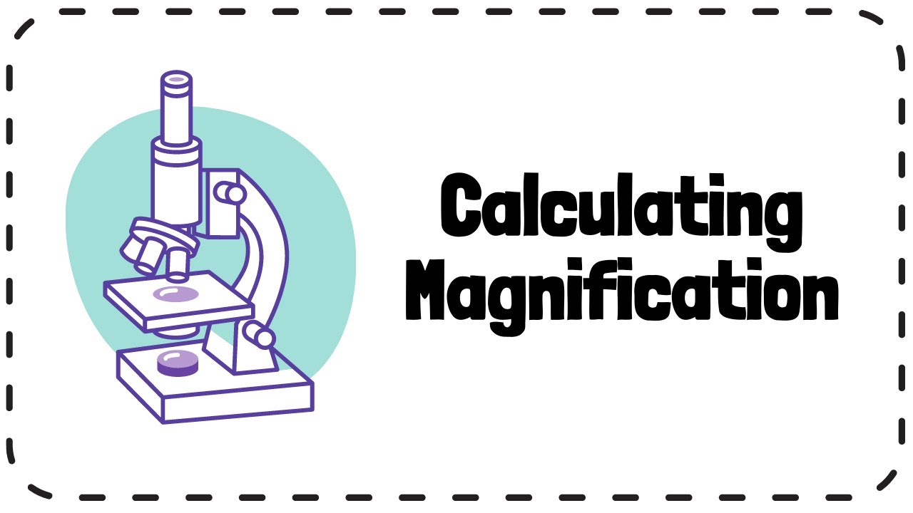 Calculating Magnification - GCSE Biology Revision