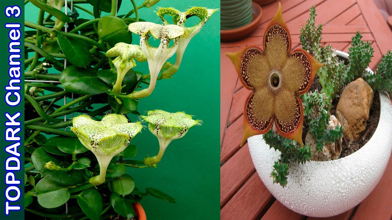 10 Lindas variedades de Ceropegia