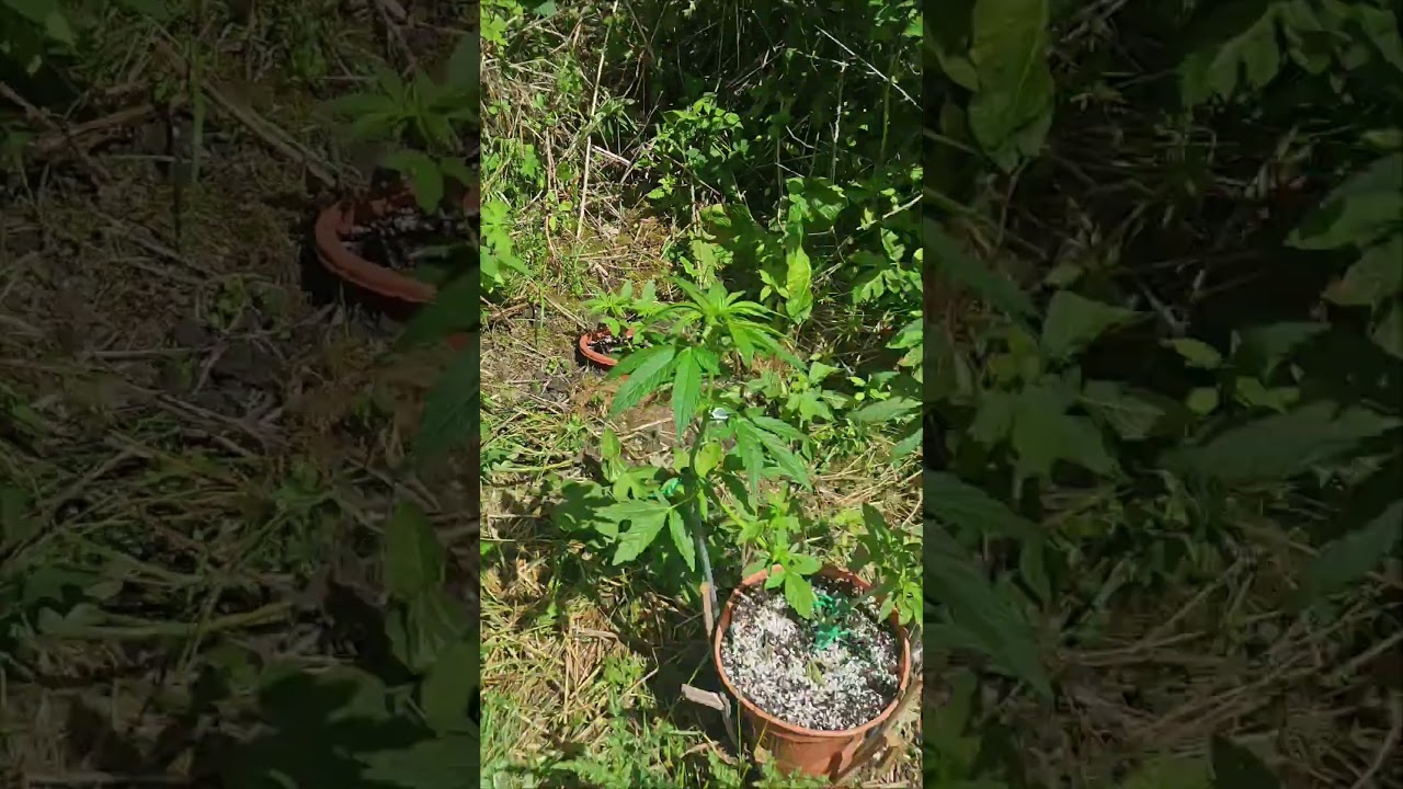 UK Guerilla Gardening #gorillazkittlez #f1hyperionhybryd #ak47 #amnesialemon #420 #gardener #uk