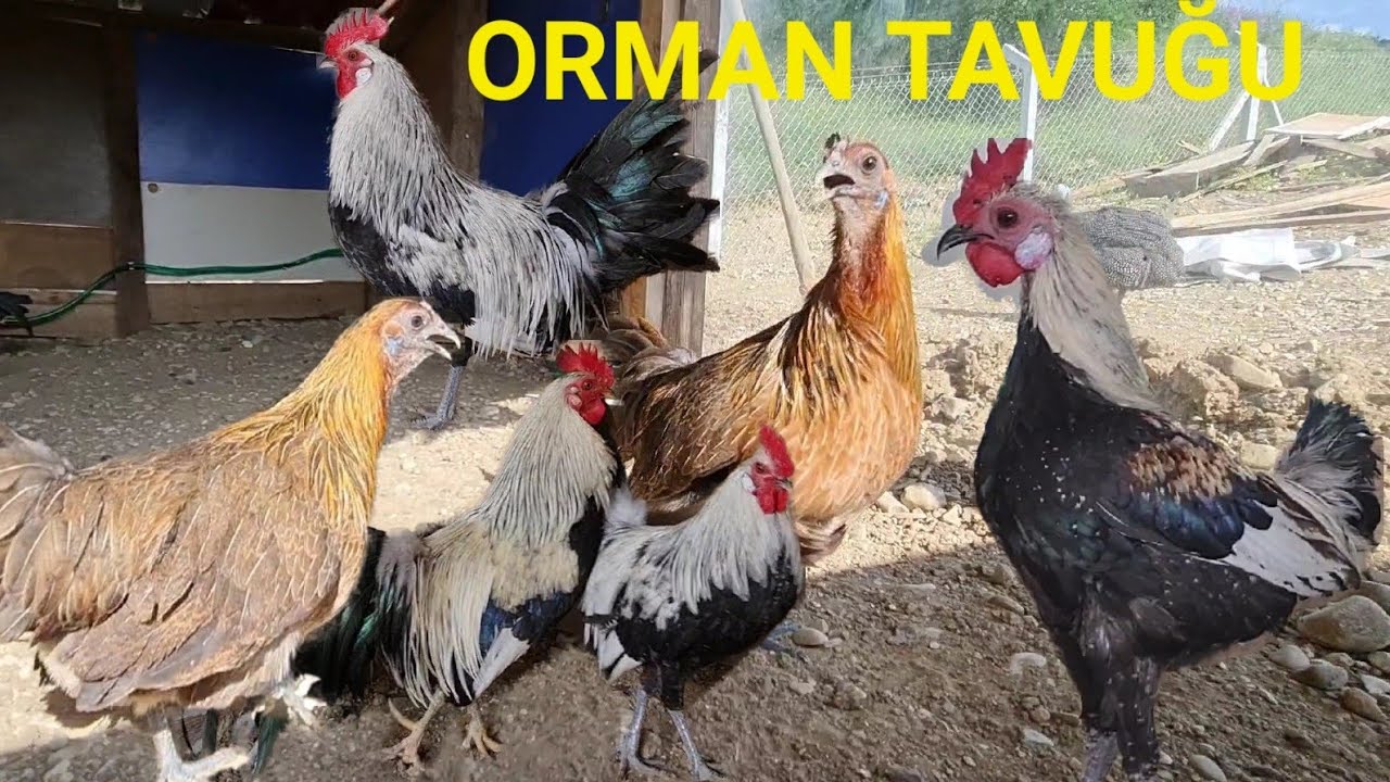 GOLD PHOENİX ORMAN TAVUĞU❓️‼️CAM KÜMES(MODERN GAME TAVUK ve HOROZ‼️#hediyegelentavuklar