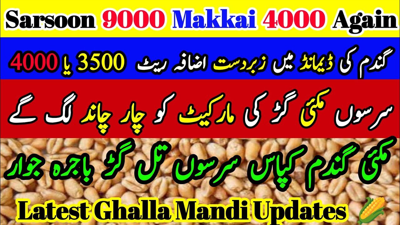 Wheat Price Today | Today Mandi Rates | Sarson Makki Gur Til Kapas Rates | #@aliagro1972