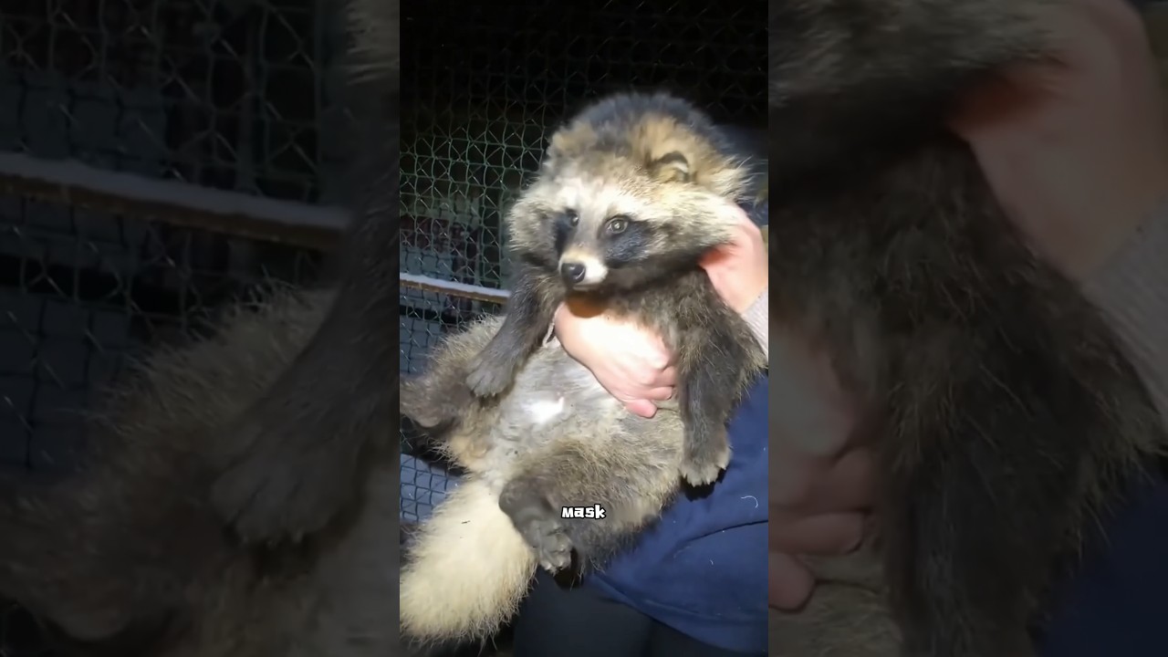 Raccoon dog #animal #cute