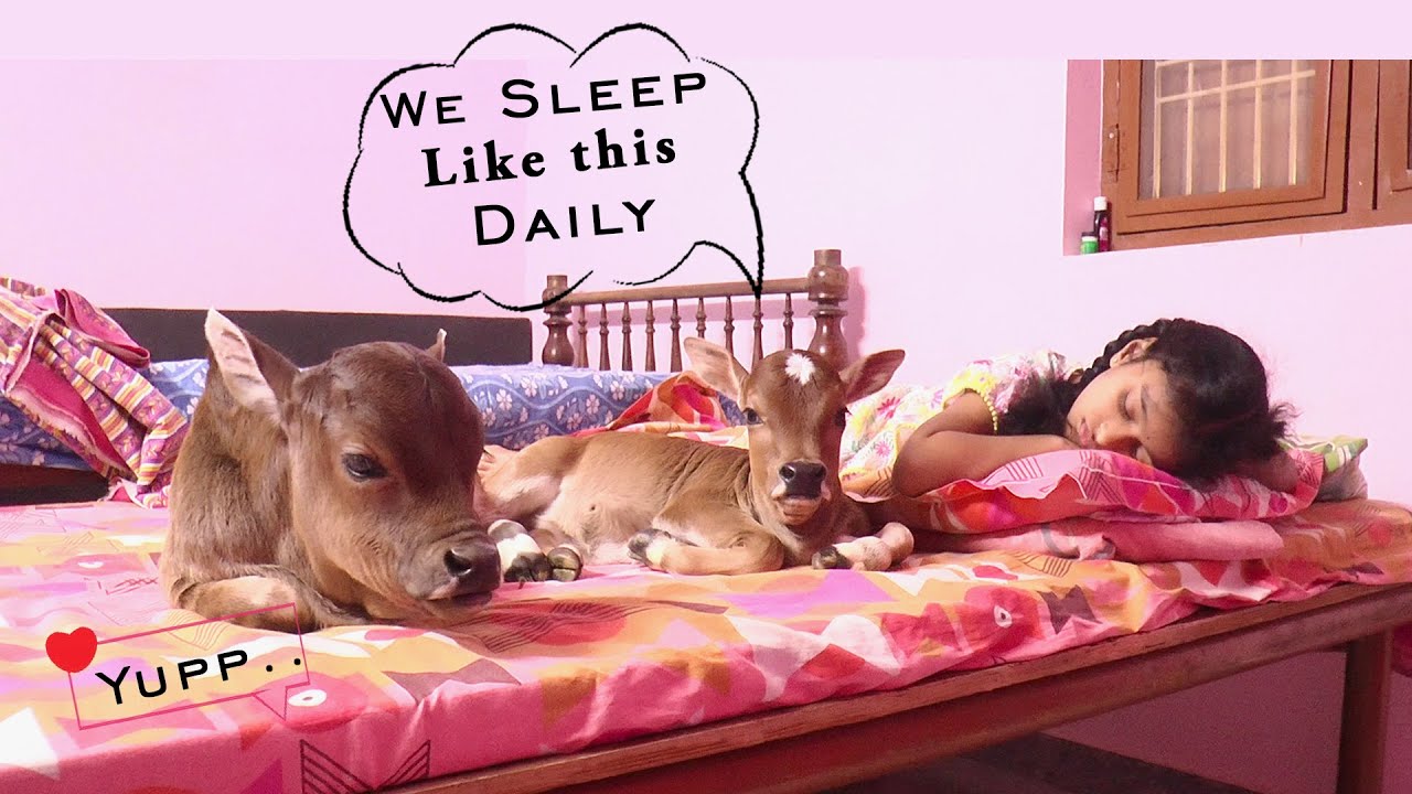 Small Miniature  Cows Which could be raised Under the Bed at Home 😍 | Cutest Cows