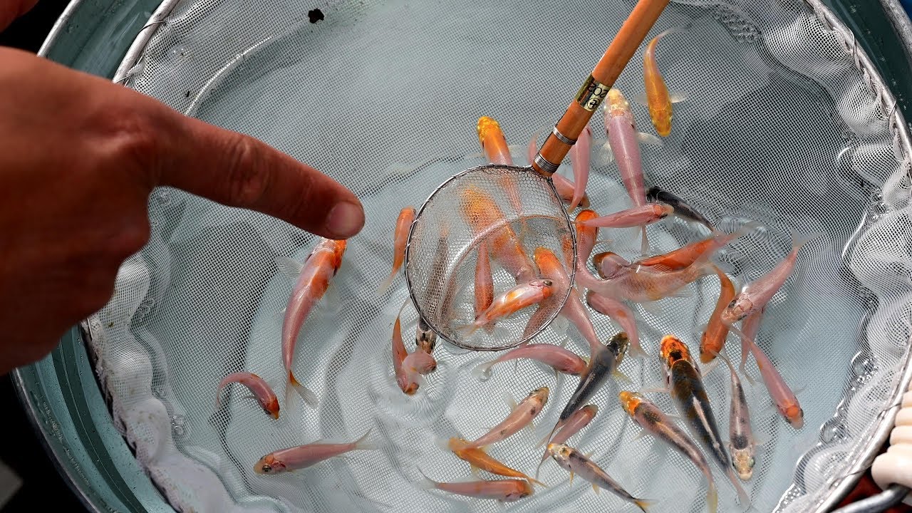Modern Koi Blog #3537 - Live from Japan: Babykoi Selektion Benikumonryu und Kujaku