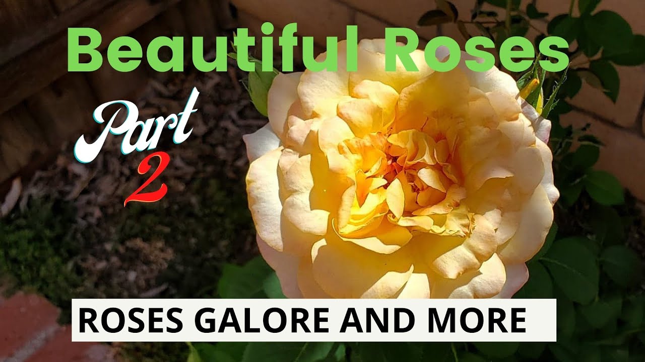 Beautiful Blooming Roses (Part 2) - Relaxing, calming, stress relief, deep sleep background music