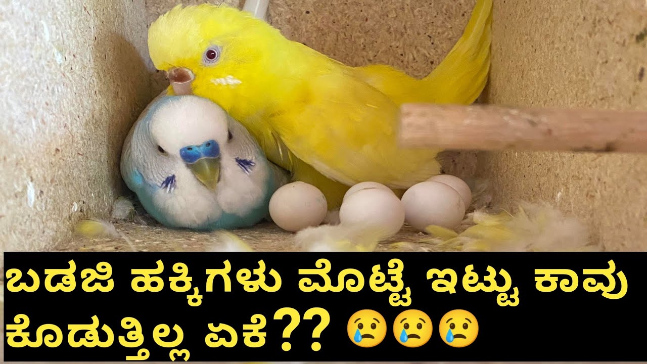 “ಬಡ್ಜಿ ಮೊಟ್ಟೆ ಇಟ್ಟರೂ ಕಾವು ಕೊಡುತ್ತಿಲ್ಲ? 🤔 ಕಾರಣ ಮತ್ತು ಪರಿಹಾರ!”