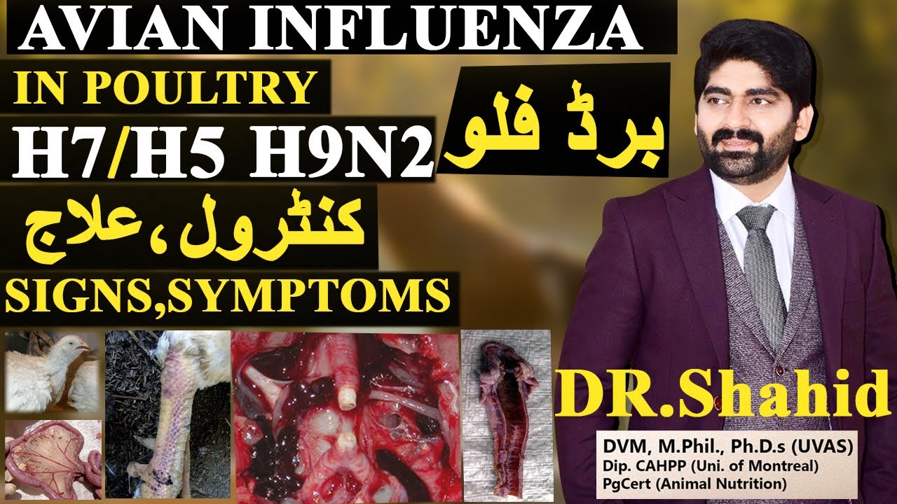 Bird Flu(Avian Influenza) | Causes, Signs , Symptoms, Diagnosis and Treatment | Poultry University