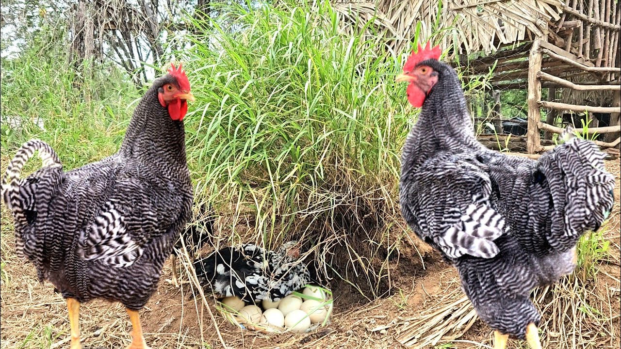 Ninhada no mato 🥚🥚🥚 Frangos que não servem...