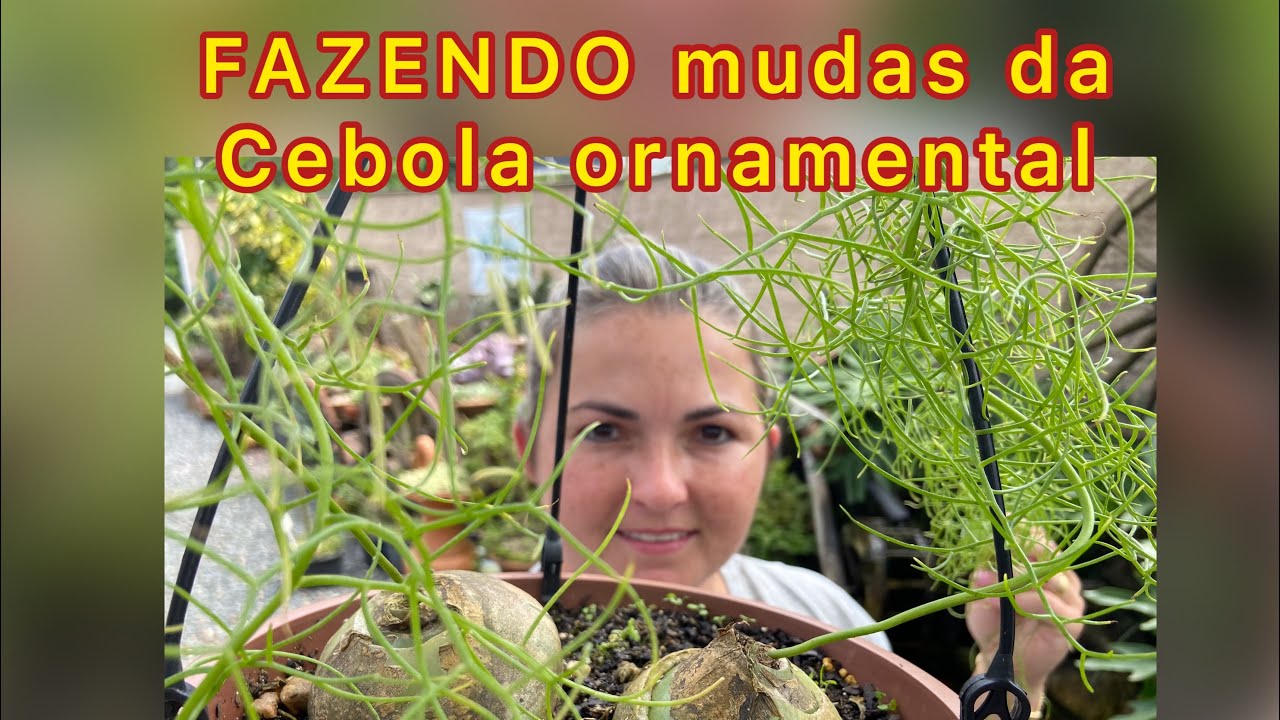 FAZENDO mudas de Cebola Ornamental