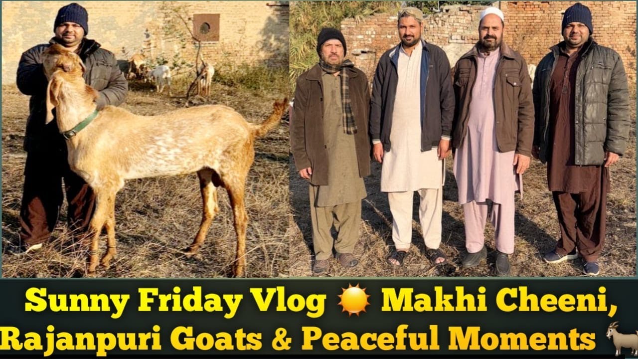 Sunny Friday Vlog ☀️ Makhi Cheeni, Rajanpuri Goats & Peaceful Moments 🐐