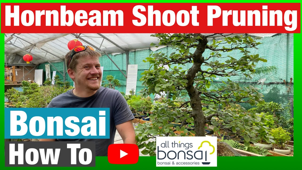 How to prune hornbeam bonsai trees: extension shoot pruning, summer
