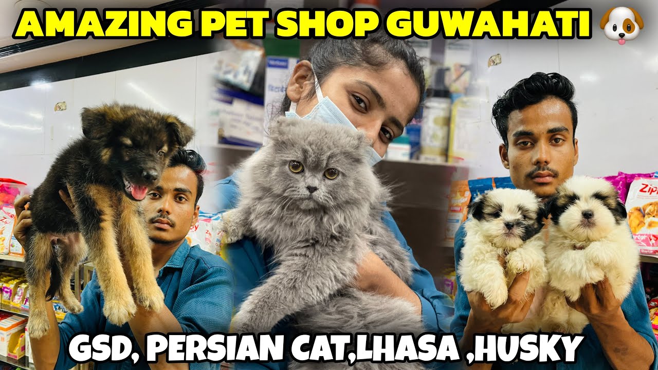 Amazing Pet Shop in Guwahati | GSD,Persian Cat , Lhasa, Husky