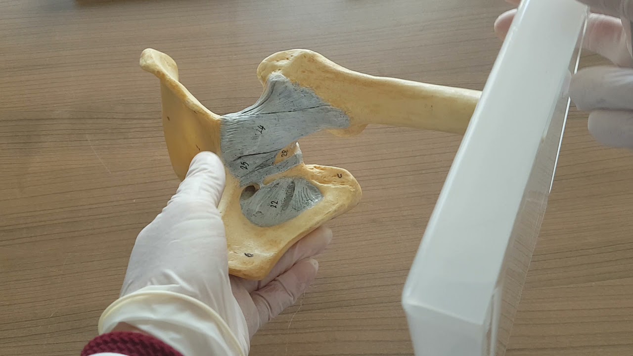 Kalça Eklemi Anatomisi