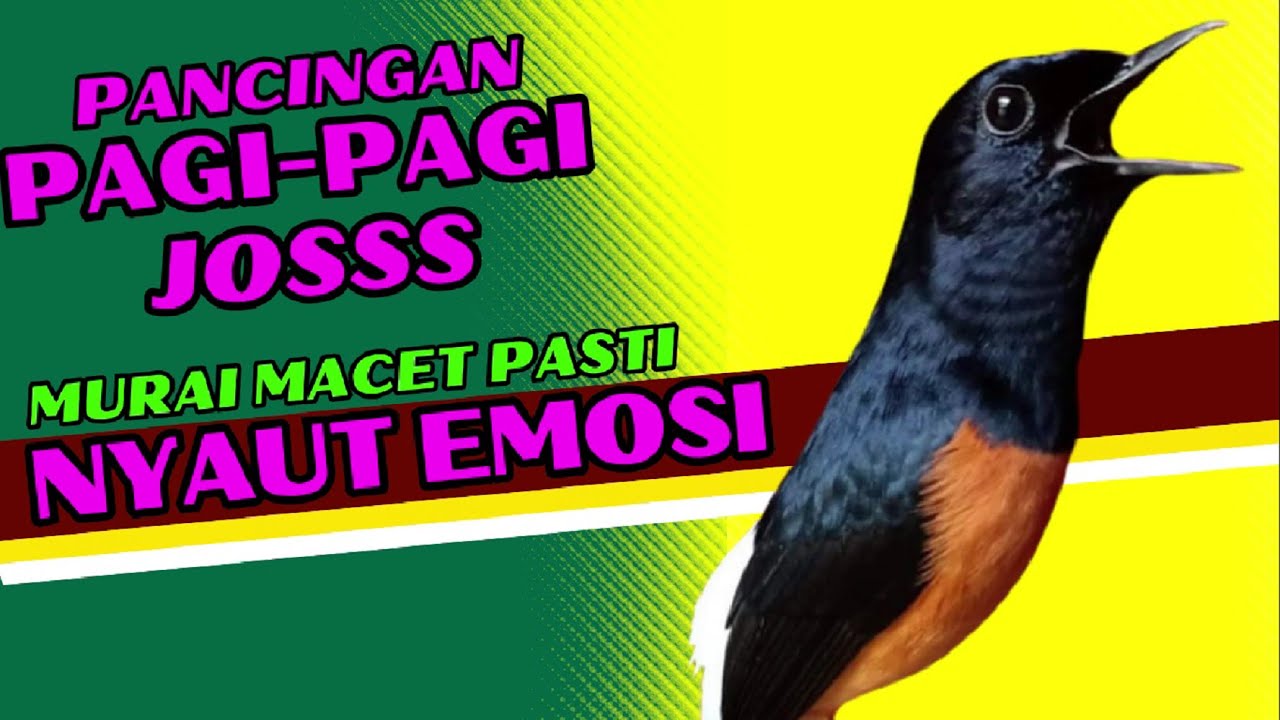 PANCINGAN PAGI-PAGI AGAR MURAI GACOR❗❗ MURAI MACET PASTI NYAUT EMOSI❗❗