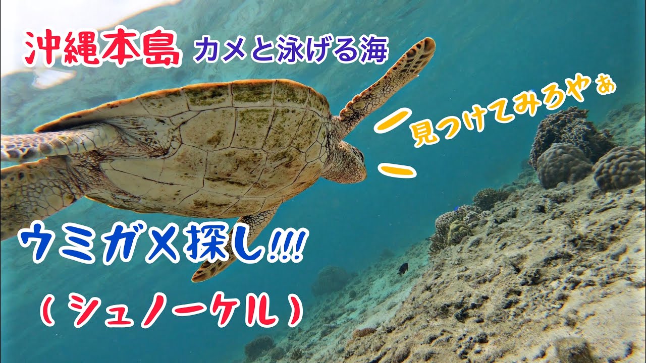 沖縄本島ウミガメと泳げるビーチ♪  探してみよう♪　沖縄の海!!