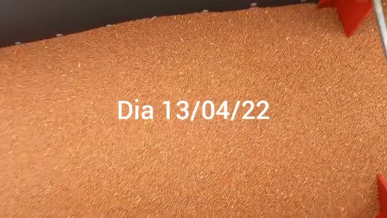 Evolu&ccedil;&atilde;o do Nabo forrageiro