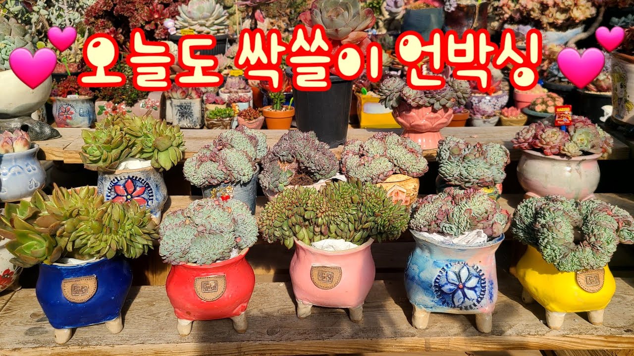 오늘도 소형철화 싹쓸이....언박싱해요 ~ 💕 평범하면서 특별한 다육이 ~ 품종은 검증되고, 나만의 수형으로 키워요💕 철화 매력 뿜뿜 💕