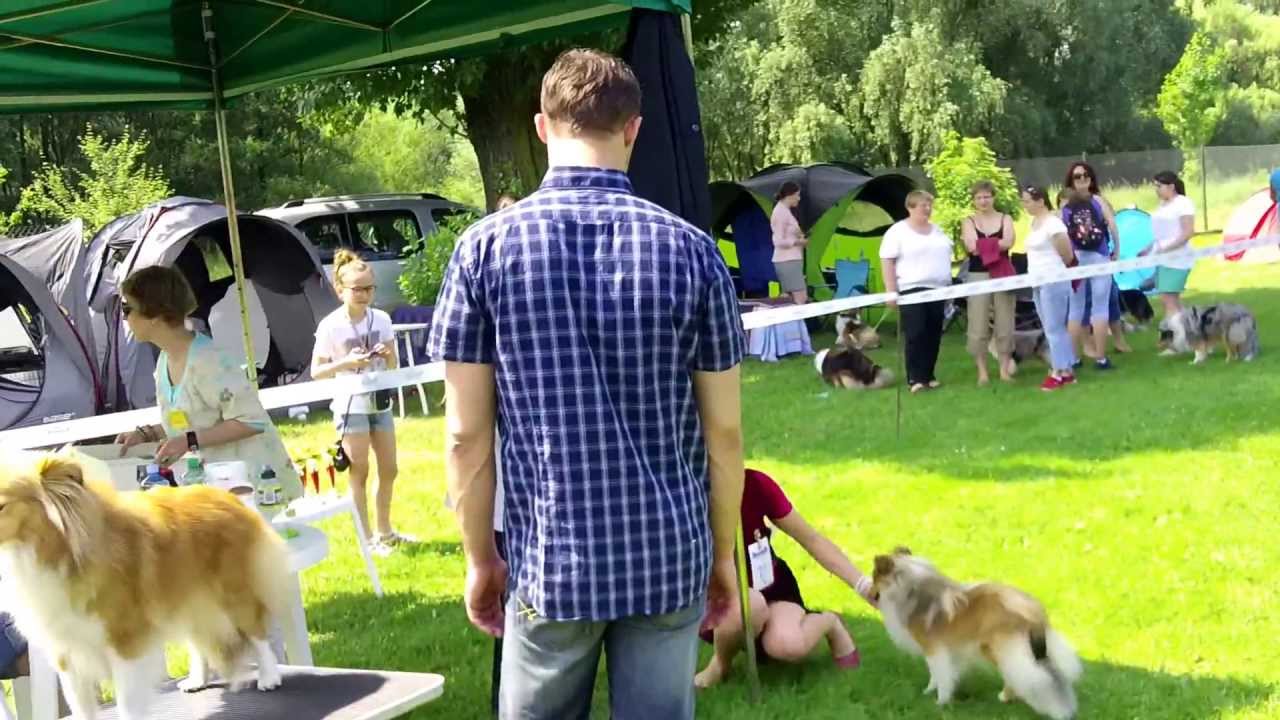 Owczarek Szetlandzki (Sheltie) - Wystawa Psów Pasterskich Wrocław 2013