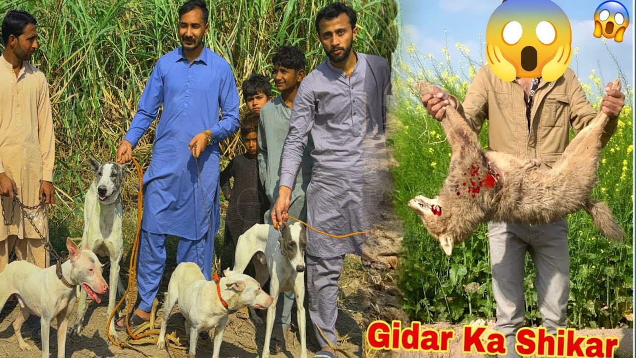 Unbelievable😧 Gidar ka shikar kr Liya #pets vlog #pets #Bassampethouse #hammadpethouse  