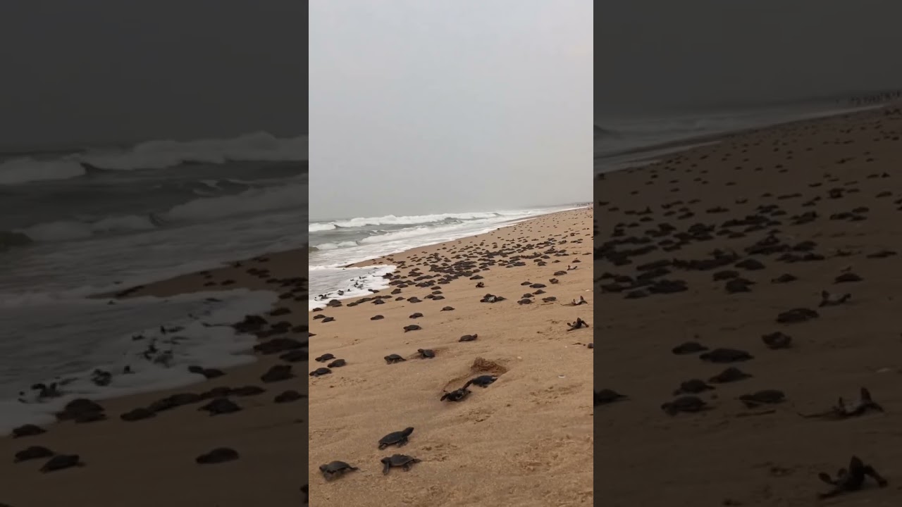 Rushikulya River Mouth, Ganjam • Tortoise Babies • Turtle • Nature • Sea beach • Odisha tourism