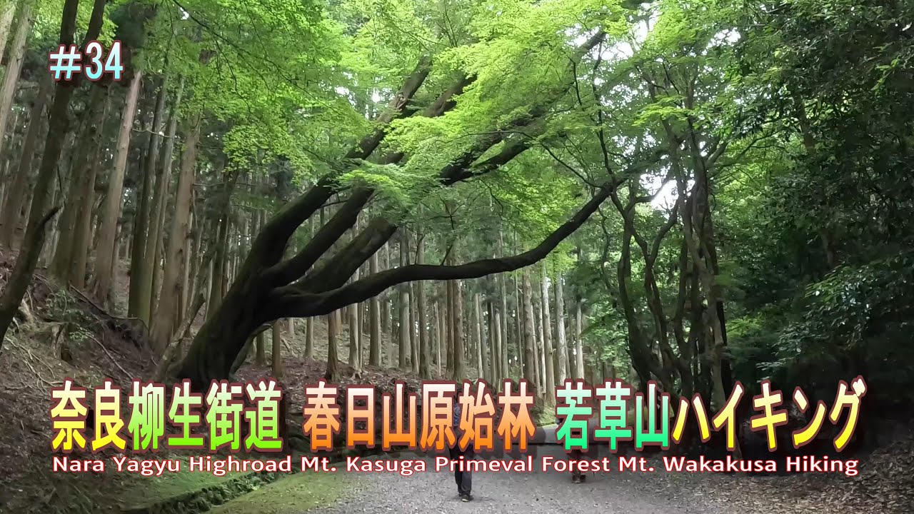 奈良柳生街道 春日原始林 若草山ハイキング【とある会社の歩こー会】＃34　2023.7　Nara Yagyu Highroad Kasuga Primeval Forest Hiking.