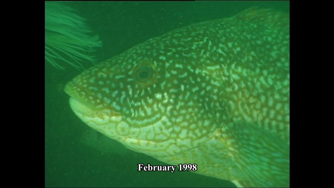Photo-identification of pintos, ballan wrasse (Labrus bergylta), C&iacute;es Islands