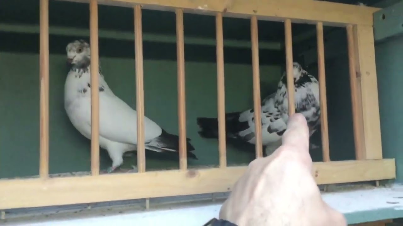 Checking in on the stock birds.