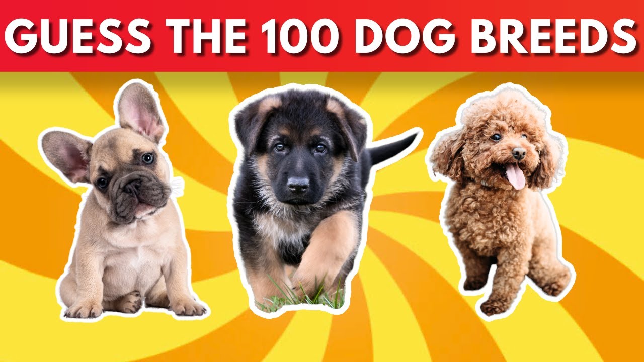 Guess the Dog Breed challenge 🐶🐕 | The Dog Breed Quiz of 2023