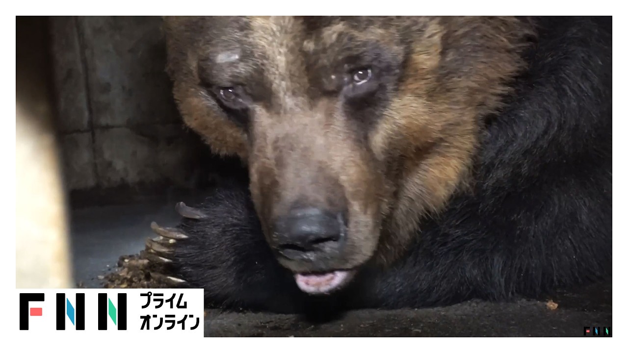 冬眠明けで激やせ・空腹&hellip;巨大グマの目撃情報早くも相次ぐ（2026年03月31日）
