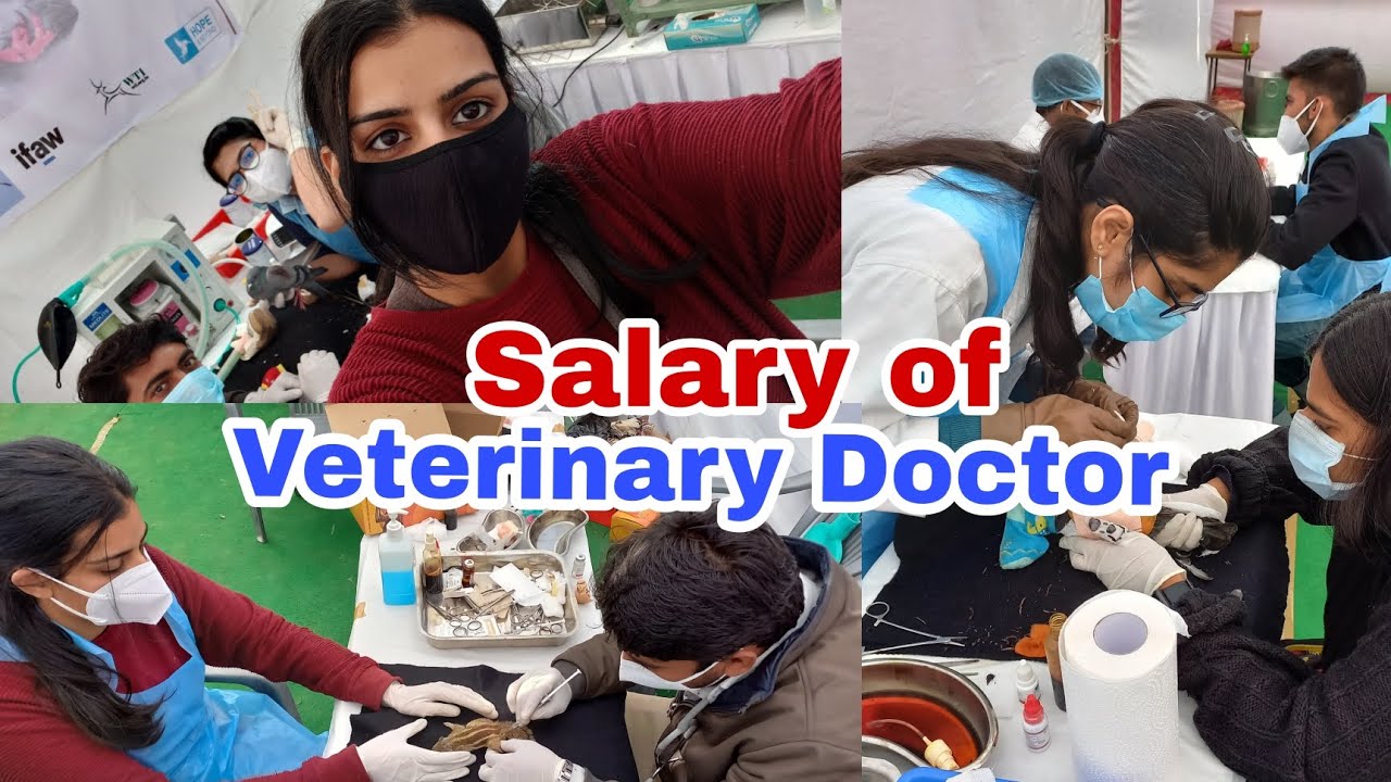 Salary of Veterinary Doctor 🤯💯 #vet #veterinary #veterans #new #neet #newvideo #veterans #salary