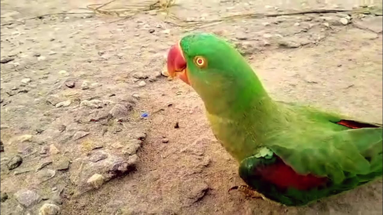 Alexandrine Parakeet Parrot with Natural Sounds - Kashmiri Raw Parrot