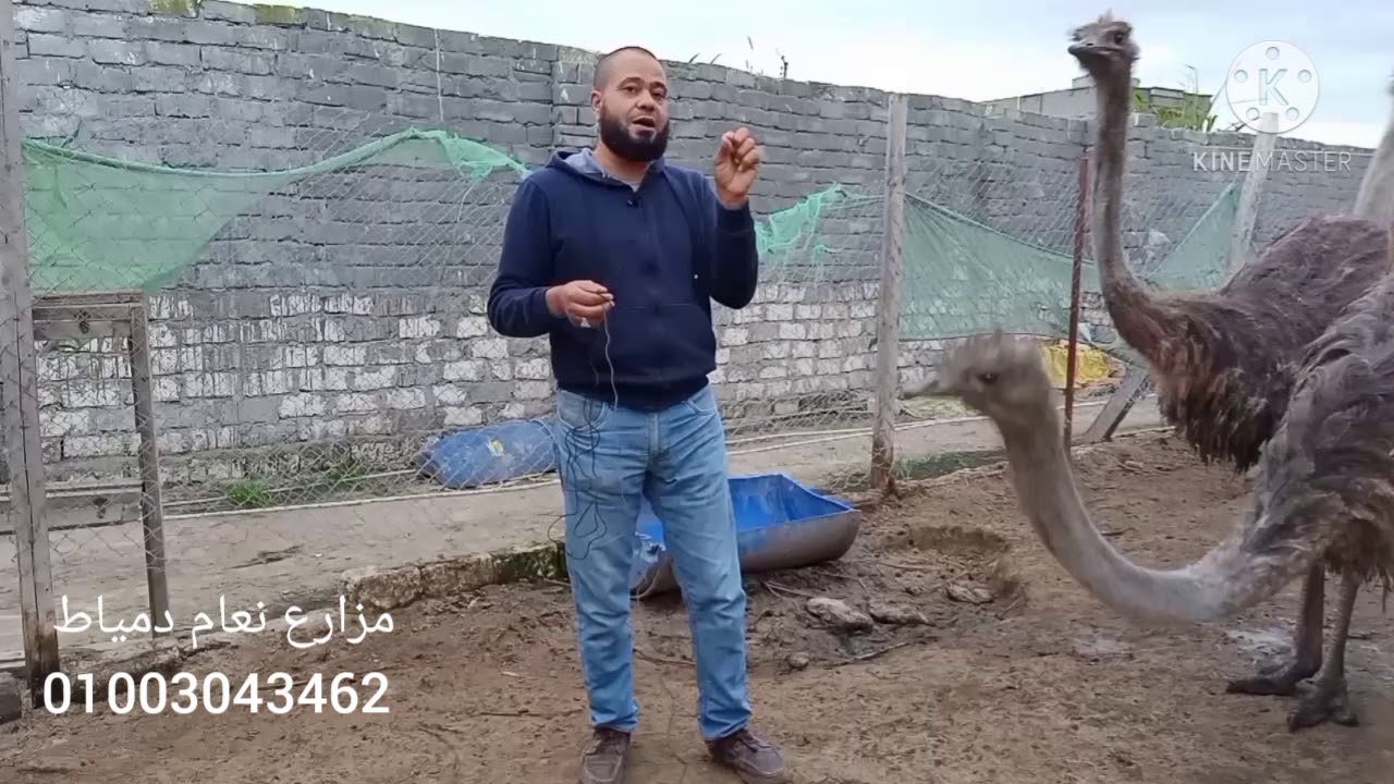 ضبط درجه حراره ورطوبه مفرخ بيض النعام مع مزرعه نعام دمياط