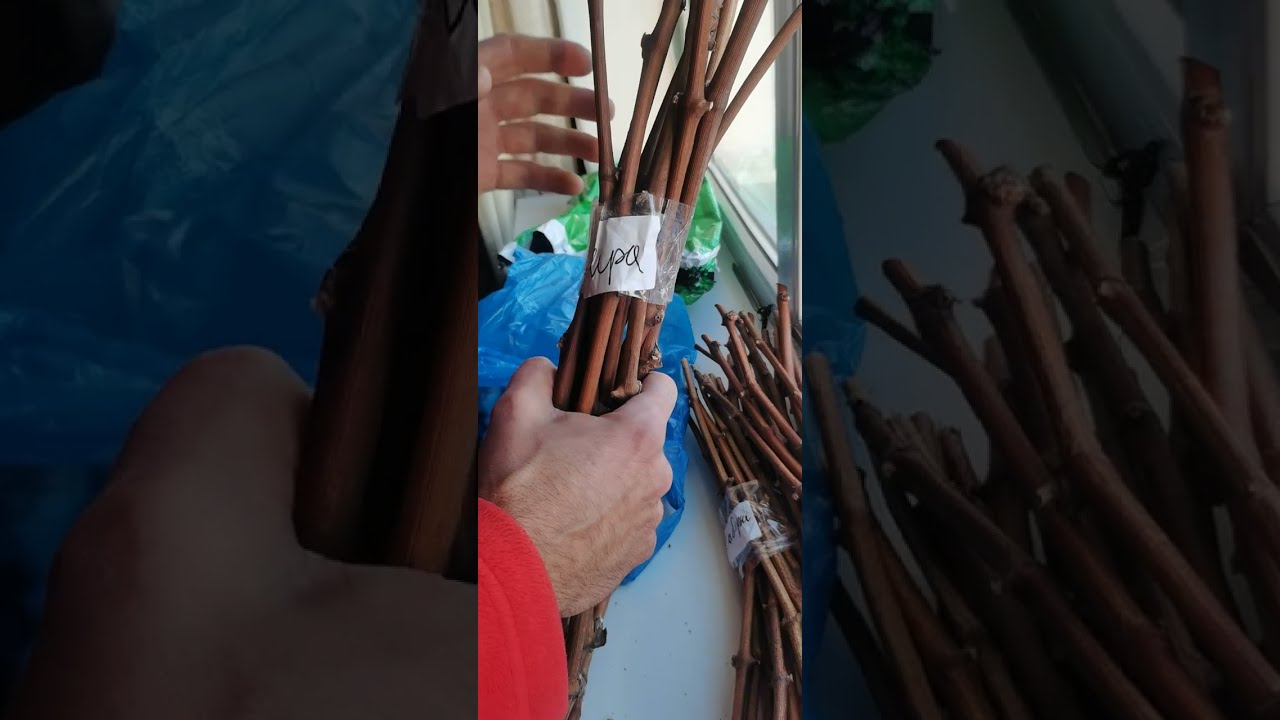 Черенки моих будущих основных сортов для прививки на Kober 5bb