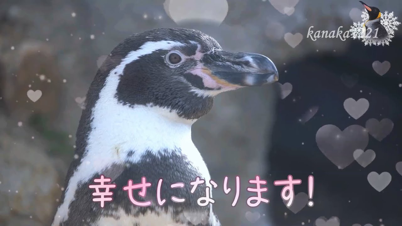 海響館 驚きました ペンギンNewペア！