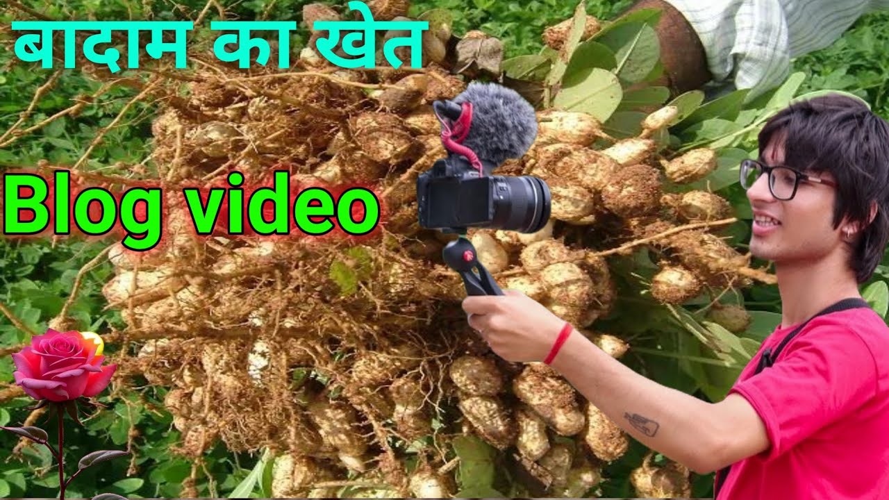 खेत का Vlogs Video indian || Beast joshi Vlogs Indian|| badam ka blog|| village block in India