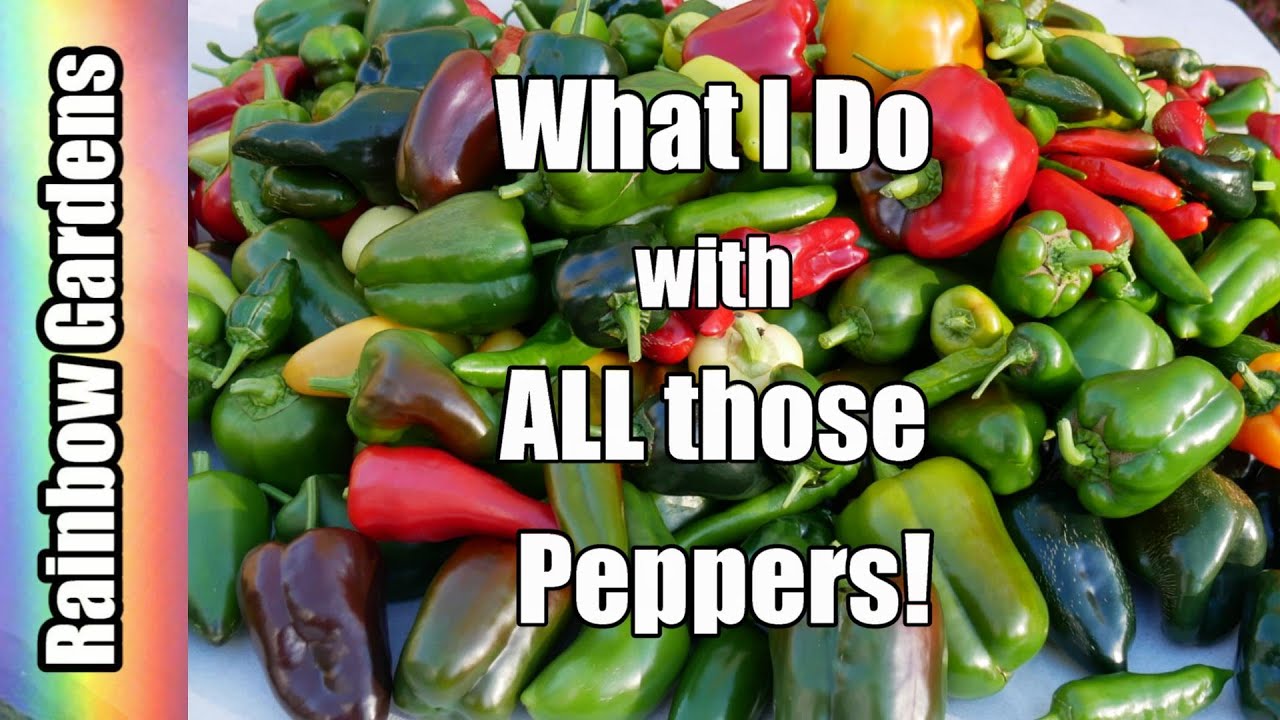 Why Grow Peppers? (and what I do with all those peppers every year!)