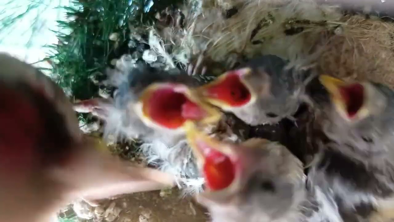 🧄🧿🧿🌿🌿🌿